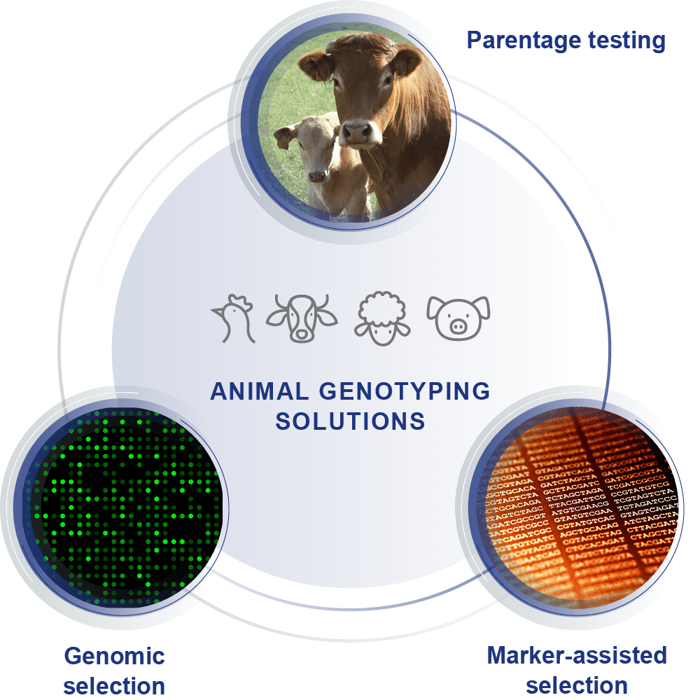 Animal genotyping solutions