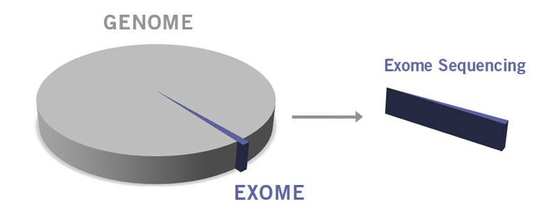 Share of the exome compared to the whole genome.